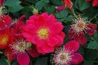 Oso Easy® Rosa Urban Legend™ -- From Proven Winners® Spring Trials 2016: Double, cherry-red flowers with yellow stamens.  Blooms for months, from early summer through hard frost.  Dark green, glossy foliage is highly disease resistant.  Dense, upright rounded habit; great presentation at retail.  Zones 5a-9b.  Height:24-36 inches.  Spread: 24-36 Inches. Full Sun.  'ChewPatout'.  USPPAF.  CanBRPAF.