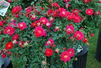 Oso Easy® Rosa Urban Legend™ -- From Proven Winners® Spring Trials 2016: Double, cherry-red flowers with yellow stamens.  Blooms for months, from early summer through hard frost.  Dark green, glossy foliage is highly disease resistant.  Dense, upright rounded habit; great presentation at retail.  Zones 5a-9b.  Height:24-36 inches.  Spread: 24-36 Inches. Full Sun.  'ChewPatout'.  USPPAF.  CanBRPAF.