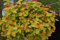 Double Play® Spiraea Candy Corn™ -- From Proven Winners® Spring Trials 2016: Vibrant and colorful.  New growth emerges bright candy apple rd, maturing to yellow with bright orange accents.  Dark purple flowers in late spring to early summer.  Zones 4a-9a.  Height:18-30 inches.  Spread: 18-30 Inches. Part to Full Sun.  Drought tolerant.  'NCSX1'.  USPPAF.  CanBRPAF.