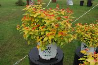 Double Play® Spiraea Candy Corn™ -- From Proven Winners® Spring Trials 2016: Vibrant and colorful.  New growth emerges bright candy apple rd, maturing to yellow with bright orange accents.  Dark purple flowers in late spring to early summer.  Zones 4a-9a.  Height:18-30 inches.  Spread: 18-30 Inches. Part to Full Sun.  Drought tolerant.  'NCSX1'.  USPPAF.  CanBRPAF.