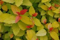 Double Play® Spiraea Candy Corn™ -- From Proven Winners® Spring Trials 2016: Vibrant and colorful.  New growth emerges bright candy apple rd, maturing to yellow with bright orange accents.  Dark purple flowers in late spring to early summer.  Zones 4a-9a.  Height:18-30 inches.  Spread: 18-30 Inches. Part to Full Sun.  Drought tolerant.  'NCSX1'.  USPPAF.  CanBRPAF.