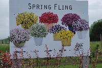  -- From Proven Winners® Spring Trials 2016: Have a Spring Fling!  Wake up your garden, deck or patio with colorful, cool season annuals.
