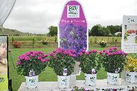   -- From Proven Winners® Spring Trials 2016: Have a Purple Passion Spring Fling!  Wake up your garden, deck or patio with colorful, cool season annuals.