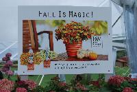   -- From Proven Winners® Spring Trials 2016: Fall is Magic!  Refresh your gardens and containers by decorating with long-lasting cool season annuals.