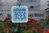   -- From Proven Winners® Spring Trials 2016: Plants for Pollinators.