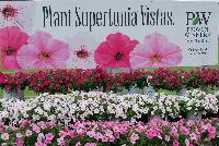 Supertunia® Petunia  -- From Proven Winners® Spring Trials 2016: Plant Supertunia® Vista Petunias.