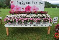 Supertunia® Petunia  -- From Proven Winners® Spring Trials 2016: Plant Supertunia® Vista Petunias.