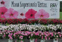Supertunia® Petunia  -- From Proven Winners® Spring Trials 2016: Plant Supertunia® Vista Petunias.