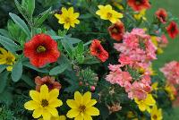  COMBO  -- From Proven Winners® Spring Trials 2016 a combintion featuring Superbena® Royale Verbena 'Peachy Keen Improved', Superbells® Calibrachoa 'Spicy' and Goldilocks Bidens 'Rocks'.
