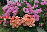 COMBO  -- From Proven Winners® Spring Trials 2016 a combintion featuring Superbena® Royale Verbena 'Peachy Keen Improved' and Superbena® Petunia 'Flamingo'