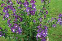 Angelface® Angelonia Super Blue -- From Proven Winners® Spring Trials 2016: Supersized plants bear huge blue-violet flowers on tall, sturdy stems.  Creates massive presence in landscapes.  Excellent premium cut flower.  Heat, humidity and drought tolerant. Summer color item; blooms late spring to frost.  Best grown in a 1.0 Royale™ container.  Height: 30-40 inches.  Spread: 12-18 Inches.  Full Sun.  Vigor 3. USPPAF.  CanPBRAF.