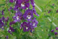 Angelface® Angelonia Super Blue -- From Proven Winners® Spring Trials 2016: Supersized plants bear huge blue-violet flowers on tall, sturdy stems.  Creates massive presence in landscapes.  Excellent premium cut flower.  Heat, humidity and drought tolerant. Summer color item; blooms late spring to frost.  Best grown in a 1.0 Royale™ container.  Height: 30-40 inches.  Spread: 12-18 Inches.  Full Sun.  Vigor 3. USPPAF.  CanPBRAF.