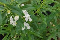 Angelface® Angelonia Super White -- From Proven Winners® Spring Trials 2016: Supersized plants bear huge white flowers on tall, sturdy stems.  Creates massive presence in landscapes.  Excellent premium cut flower.  Heat, humidity and drought tolerant. Summer color item; blooms late spring to frost.  Best grown in a 1.0 Royale™ container.  Height: 30-40 inches.  Spread: 12-18 Inches.  Full Sun.  Vigor 3. USPPAF.  CanPBRAF.