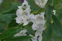 Angelface® Angelonia Super White -- From Proven Winners® Spring Trials 2016: Supersized plants bear huge white flowers on tall, sturdy stems.  Creates massive presence in landscapes.  Excellent premium cut flower.  Heat, humidity and drought tolerant. Summer color item; blooms late spring to frost.  Best grown in a 1.0 Royale™ container.  Height: 30-40 inches.  Spread: 12-18 Inches.  Full Sun.  Vigor 3. USPPAF.  CanPBRAF.