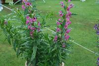 Angelface® Angelonia Super Pink -- From Proven Winners® Spring Trials 2016: Supersized plants bear huge bright pink flowers on tall, sturdy stems.  Creates massive presence in landscapes.  Excellent premium cut flower.  Heat, humidity and drought tolerant. Summer color item; blooms late spring to frost.  Best grown in a 1.0 Royale™ container.  Height: 30-40 inches.  Spread: 12-18 Inches.  Full Sun.  Vigor 3. USPPAF.  CanPBRAF.