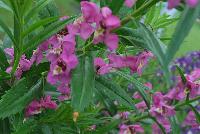 Angelface® Angelonia Super Pink -- From Proven Winners® Spring Trials 2016: Supersized plants bear huge bright pink flowers on tall, sturdy stems.  Creates massive presence in landscapes.  Excellent premium cut flower.  Heat, humidity and drought tolerant. Summer color item; blooms late spring to frost.  Best grown in a 1.0 Royale™ container.  Height: 30-40 inches.  Spread: 12-18 Inches.  Full Sun.  Vigor 3. USPPAF.  CanPBRAF.