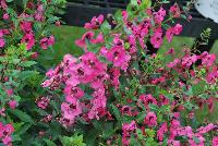 Angelface® Angelonia Perfectly Pink -- From Proven Winners® Spring Trials 2016: Deep pink addition to the Angelface® collection with improved flowers coverage that blooms all season long.  Heat, humidity and drought tolerant. Summer color item; blooms late spring to frost.  Use in 4.25 Grande™ containers, monocultures or in a combination with other medium vigor plants.   Height: 18-30 inches.  Spread: 12-18 Inches.  Full Sun.  Vigor 3. USPPAF.  CanPBRAF.