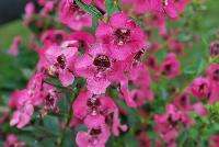 Angelface® Angelonia Perfectly Pink -- From Proven Winners® Spring Trials 2016: Deep pink addition to the Angelface® collection with improved flowers coverage that blooms all season long.  Heat, humidity and drought tolerant. Summer color item; blooms late spring to frost.  Use in 4.25 Grande™ containers, monocultures or in a combination with other medium vigor plants.   Height: 18-30 inches.  Spread: 12-18 Inches.  Full Sun.  Vigor 3. USPPAF.  CanPBRAF.