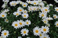  Argyranthemum White Butterfly™ -- From Proven Winners® Spring Trials 2016: Exhibits the same heat tolerance and garden performance as 'Butterfly' but with pure white flowers.  Blooms all season long.  Grow in 4.25 Grande™ containers, monocultures or in a combination with other medium vigor plants.   Height: 18-36 inches.  Spread: 12-20 Inches.  Full Sun.  Vigor 3. USPPAF.  CanPBRAF.