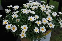  Argyranthemum White Butterfly™ -- From Proven Winners® Spring Trials 2016: Exhibits the same heat tolerance and garden performance as 'Butterfly' but with pure white flowers.  Blooms all season long.  Grow in 4.25 Grande™ containers, monocultures or in a combination with other medium vigor plants.   Height: 18-36 inches.  Spread: 12-20 Inches.  Full Sun.  Vigor 3. USPPAF.  CanPBRAF.