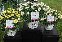  Argyranthemum  -- From Proven Winners® Spring Trials 2016: Three Argyranthemum on display, 'Butterfly', 'White Butterfly™' and 'Vanilla Butterfly'.