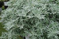  Artemisia Quicksilver™ -- From Proven Winners® Spring Trials 2016: Stylish, heat and drought tolerant component plant for premium combinations.  Cool silver, dissected foliage.  Spreading habit, excellent choice for low maintenance mass plantings.  Use in 4.25 Grande™ containers, monocultures or in a combination with other medium vigor plants.   Height: 6-10 inches.  Spread: 20-30 Inches.  Full Sun.  Vigor 3.