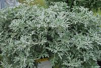  Artemisia Quicksilver™ -- From Proven Winners® Spring Trials 2016: Stylish, heat and drought tolerant component plant for premium combinations.  Cool silver, dissected foliage.  Spreading habit, excellent choice for low maintenance mass plantings.  Use in 4.25 Grande™ containers, monocultures or in a combination with other medium vigor plants.   Height: 6-10 inches.  Spread: 20-30 Inches.  Full Sun.  Vigor 3.