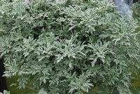  Artemisia Quicksilver™ -- From Proven Winners® Spring Trials 2016: Stylish, heat and drought tolerant component plant for premium combinations.  Cool silver, dissected foliage.  Spreading habit, excellent choice for low maintenance mass plantings.  Use in 4.25 Grande™ containers, monocultures or in a combination with other medium vigor plants.   Height: 6-10 inches.  Spread: 20-30 Inches.  Full Sun.  Vigor 3.