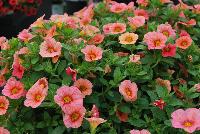 Superbells® Calibrachoa Coralina -- From Proven Winners® Spring Trials 2016: A new color for Superbells® line.  Screened for Thielaviopsis resistance.  Cascading habit creates exceptional hanging baskets.  Same performance as other Superbells®.  Use in 4.25 Grande™ containers, monocultures or in a combination with other medium vigor plants.   Height: 6-12 inches.  Spread: 12-24 Inches.  Full Sun.  Vigor 3.  'INCALMIABE'. USPPAF.  CanPBRAF.