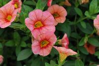 Superbells® Calibrachoa Coralina -- From Proven Winners® Spring Trials 2016: A new color for Superbells® line.  Screened for Thielaviopsis resistance.  Cascading habit creates exceptional hanging baskets.  Same performance as other Superbells®.  Use in 4.25 Grande™ containers, monocultures or in a combination with other medium vigor plants.   Height: 6-12 inches.  Spread: 12-24 Inches.  Full Sun.  Vigor 3.  'INCALMIABE'. USPPAF.  CanPBRAF.