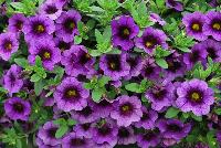 Superbells® Calibrachoa Grape Punch Improved -- From Proven Winners® Spring Trials 2016: Significantly improved rooting with larger flowers on better branched plants.  Deep velvety purple with a black eye.  Early flowering in week 8.  Screened for Thielaviopsis resistance.  Use in 4.25 Grande™ containers, monoculture hanging baskets or in a combination with other medium vigor plants.   Height: 6-12 inches.  Spread: 12-24 Inches.  Full Sun.  Vigor 3.  'JGCAL09404'. USPPAF.  CanPBRAF.