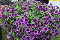 Superbells® Calibrachoa Grape Punch Improved -- From Proven Winners® Spring Trials 2016: Significantly improved rooting with larger flowers on better branched plants.  Deep velvety purple with a black eye.  Early flowering in week 8.  Screened for Thielaviopsis resistance.  Use in 4.25 Grande™ containers, monoculture hanging baskets or in a combination with other medium vigor plants.   Height: 6-12 inches.  Spread: 12-24 Inches.  Full Sun.  Vigor 3.  'JGCAL09404'. USPPAF.  CanPBRAF.