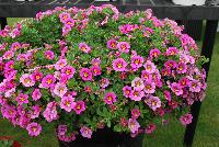 Superbells® Calibrachoa Hollywood Star -- From Proven Winners® Spring Trials 2016: Color expansion to popular Superbells® Star Collection.  Hot pink with a purple and yellow center.  Early flowering in week 7.  Screened for Thielaviopsis resistance.  Use in 4.25 Grande™ containers, monoculture hanging baskets or in a combination with other medium vigor plants.   Height: 6-12 inches.  Spread: 12-24 Inches.  Full Sun.  Vigor 3.  'BBCAL26702'. USPPAF.  CanPBRAF.