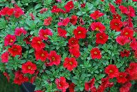 Superbells® Calibrachoa Red Improved -- From Proven Winners® Spring Trials 2016: Significantly increased flower coverage, improved habit and four weeks earlier.  Same strong performance of other Superbells® varieties.    Screened for Thielaviopsis resistance.  Use in 4.25 Grande™ containers, monoculture hanging baskets or in a combination with other medium vigor plants.   Height: 6-12 inches.  Spread: 12-24 Inches.  Full Sun.  Vigor 3.  'Incalimred'. USPPAF.  CanPBRAF.