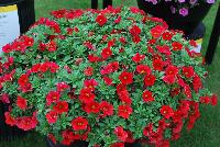 Superbells® Calibrachoa Red Improved -- From Proven Winners® Spring Trials 2016: Significantly increased flower coverage, improved habit and four weeks earlier.  Same strong performance of other Superbells® varieties.    Screened for Thielaviopsis resistance.  Use in 4.25 Grande™ containers, monoculture hanging baskets or in a combination with other medium vigor plants.   Height: 6-12 inches.  Spread: 12-24 Inches.  Full Sun.  Vigor 3.  'Incalimred'. USPPAF.  CanPBRAF.