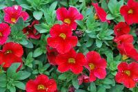 Superbells® Calibrachoa Red Improved -- From Proven Winners® Spring Trials 2016: Significantly increased flower coverage, improved habit and four weeks earlier.  Same strong performance of other Superbells® varieties.    Screened for Thielaviopsis resistance.  Use in 4.25 Grande™ containers, monoculture hanging baskets or in a combination with other medium vigor plants.   Height: 6-12 inches.  Spread: 12-24 Inches.  Full Sun.  Vigor 3.  'Incalimred'. USPPAF.  CanPBRAF.