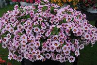 Superbells® Calibrachoa Morning Star -- From Proven Winners® Spring Trials 2016: Color expansion to popular Superbells® Star Collection.  Light pink with a hot pink and yellow center.  Early flowering in week 7.  Screened for Thielaviopsis resistance.  Use in 4.25 Grande™ containers, monoculture hanging baskets or in a combination with other medium vigor plants.   Height: 6-12 inches.  Spread: 12-24 Inches.  Full Sun.  Vigor 3.  'BBCAL27801'. USPPAF.  CanPBRAF.