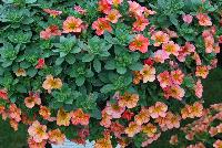 Superbells® Calibrachoa Tropical Sunrise -- From Proven Winners® Spring Trials 2016: Replacement for 'Tequila Sunrise'.  Stable color pattern; orange, pink and coral tones.  Increased flower coverage and larger blooms.  Screened for Thielaviopsis resistance.  Use in 4.25 Grande™ containers, monoculture hanging baskets or in a combination with other medium vigor plants.   Height: 6-12 inches.  Spread: 12-24 Inches.  Full Sun.  Vigor 3.  'Incaltrsun'. USPPAF.  CanPBRAF.
