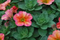 Superbells® Calibrachoa Tropical Sunrise -- From Proven Winners® Spring Trials 2016: Replacement for 'Tequila Sunrise'.  Stable color pattern; orange, pink and coral tones.  Increased flower coverage and larger blooms.  Screened for Thielaviopsis resistance.  Use in 4.25 Grande™ containers, monoculture hanging baskets or in a combination with other medium vigor plants.   Height: 6-12 inches.  Spread: 12-24 Inches.  Full Sun.  Vigor 3.  'Incaltrsun'. USPPAF.  CanPBRAF.