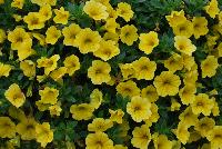 Superbells® Calibrachoa Yellow Improved -- From Proven Winners® Spring Trials 2016: Significantly increased flower coverage due to tighter branching..  Same strong performance of other Superbells® varieties.    Screened for Thielaviopsis resistance.  Use in 4.25 Grande™ containers, monoculture hanging baskets or in a combination with other medium vigor plants.   Height: 6-12 inches.  Spread: 12-24 Inches.  Full Sun.  Vigor 3.   USPPAF.  CanPBRAF.