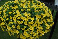 Superbells® Calibrachoa Yellow Improved -- From Proven Winners® Spring Trials 2016: Significantly increased flower coverage due to tighter branching..  Same strong performance of other Superbells® varieties.    Screened for Thielaviopsis resistance.  Use in 4.25 Grande™ containers, monoculture hanging baskets or in a combination with other medium vigor plants.   Height: 6-12 inches.  Spread: 12-24 Inches.  Full Sun.  Vigor 3.   USPPAF.  CanPBRAF.