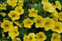 Superbells® Calibrachoa Yellow Improved -- From Proven Winners® Spring Trials 2016: Significantly increased flower coverage due to tighter branching..  Same strong performance of other Superbells® varieties.    Screened for Thielaviopsis resistance.  Use in 4.25 Grande™ containers, monoculture hanging baskets or in a combination with other medium vigor plants.   Height: 6-12 inches.  Spread: 12-24 Inches.  Full Sun.  Vigor 3.   USPPAF.  CanPBRAF.