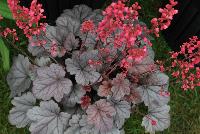 Dolce® Heuchera villosa hybrid Silver Gumdrop -- From Proven Winners® Spring Trials 2016: The total package -- great foliage and flowers.  Iridescent, semi-glossy, silver foliage.  Vibrant pink flowers in early to midsummer.  Vigorous, yet compact growth habit.  Heuchera villosa hybrid; naturally vigorous with good heat and humidity tolerance.   Zones 4-9.  Height:6-24 inches.  Spread: 20-24 Inches. Full Sun to Part Shade.  USPPAF.  CanBRPAF.