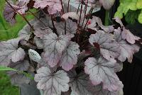 Dolce® Heuchera villosa hybrid Silver Gumdrop -- From Proven Winners® Spring Trials 2016: The total package -- great foliage and flowers.  Iridescent, semi-glossy, silver foliage.  Vibrant pink flowers in early to midsummer.  Vigorous, yet compact growth habit.  Heuchera villosa hybrid; naturally vigorous with good heat and humidity tolerance.   Zones 4-9.  Height:6-24 inches.  Spread: 20-24 Inches. Full Sun to Part Shade.  USPPAF.  CanBRPAF.