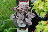 Dolce® Heuchera villosa hybrid Silver Gumdrop -- From Proven Winners® Spring Trials 2016: The total package -- great foliage and flowers.  Iridescent, semi-glossy, silver foliage.  Vibrant pink flowers in early to midsummer.  Vigorous, yet compact growth habit.  Heuchera villosa hybrid; naturally vigorous with good heat and humidity tolerance.   Zones 4-9.  Height:6-24 inches.  Spread: 20-24 Inches. Full Sun to Part Shade.  USPPAF.  CanBRPAF.