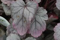 Dolce® Heuchera villosa hybrid Silver Gumdrop -- From Proven Winners® Spring Trials 2016: The total package -- great foliage and flowers.  Iridescent, semi-glossy, silver foliage.  Vibrant pink flowers in early to midsummer.  Vigorous, yet compact growth habit.  Heuchera villosa hybrid; naturally vigorous with good heat and humidity tolerance.   Zones 4-9.  Height:6-24 inches.  Spread: 20-24 Inches. Full Sun to Part Shade.  USPPAF.  CanBRPAF.