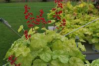 Dolce® Heuchera Appletini -- From Proven Winners® Spring Trials 2016: The total package -- great foliage and flowers. Lime green foliage with a silver overlay.  Ruby-red flowers in early summer exhibits occasional rebloom. Zones 4-9.  Height:8-24 inches.  Spread: 20-24 Inches. Part Sun to Full  Shade.  USPPAF.  CanBRPAF.