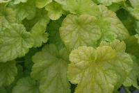 Dolce® Heuchera Appletini -- From Proven Winners® Spring Trials 2016: The total package -- great foliage and flowers. Lime green foliage with a silver overlay.  Ruby-red flowers in early summer exhibits occasional rebloom. Zones 4-9.  Height:8-24 inches.  Spread: 20-24 Inches. Part Sun to Full  Shade.  USPPAF.  CanBRPAF.