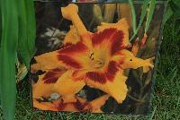 Rainbow Rhythm® Hemerocallis Tiger Swirl -- From Proven Winners® Spring Trials 2016: Huge 6.5-7 inch, spider-shaped flowers.  Fragrant, light golden yellow flowers with raspberry red eye.  Blooms midseason.  Dormant tetraploid.   Zones 3-9.  Height: 32 inches.  Spread: 18-24 Inches. Full Sun to Light Shade