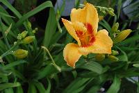 Rainbow Rhythm® Hemerocallis Tiger Swirl -- From Proven Winners® Spring Trials 2016: Huge 6.5-7 inch, spider-shaped flowers.  Fragrant, light golden yellow flowers with raspberry red eye.  Blooms midseason.  Dormant tetraploid.   Zones 3-9.  Height: 32 inches.  Spread: 18-24 Inches. Full Sun to Light Shade